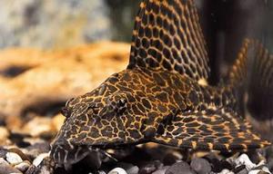 Tropical Fish: RedSpot Plecostomus