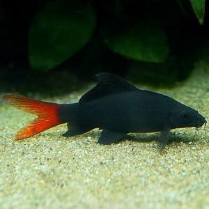 Tropical Fish: Redtail Black Shark