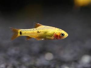 Golden Barb