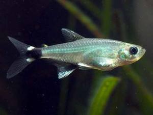 dawn/white spot tetra