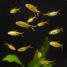 Silvertip Tetra
