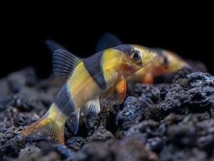 Tropical Fish: Clown Loach