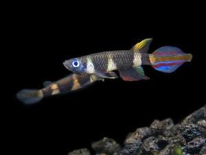 Clown Killifish