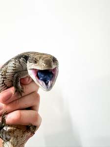 Blue Tounge Skinks