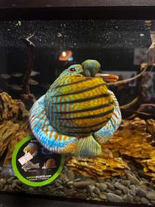 Discus Plushy