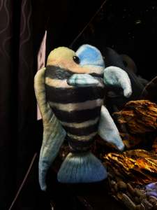 Frontosa Plushy
