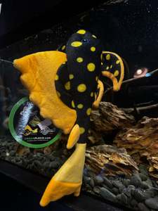 Sunshine Pleco Plushy