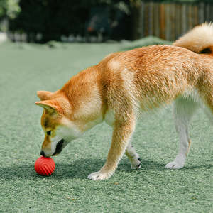 Pidan: PIDAN DOG TOY BALL