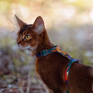 PIDAN CAT HARNESS & LEASH SET