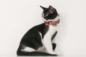 PIDAN CAT BOW TIE COLLAR