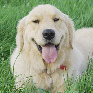 Pawtect Pendant: Grande Paws Pendant