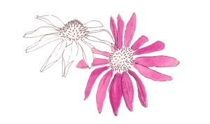 Products: The Herb Files - Persephone Potions