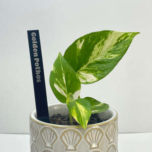 Gifts For Him: Personalised Plant Markers (Set of 6)