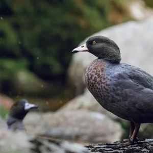 Products: Protect 100m of river