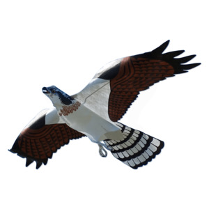 Agriculture: Osprey Hawk