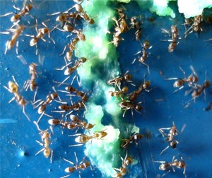 Products: Vanquish Argentine Ant Bait