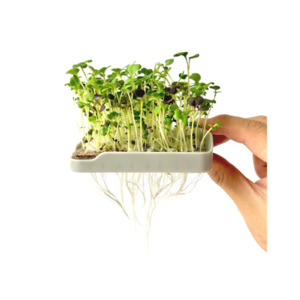 Products: Tui Micropod Seed Mat Wellness 6 Pack