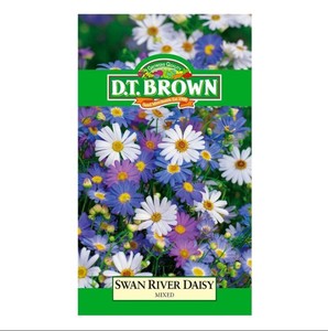 Swan River Daisy