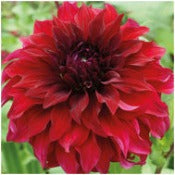 Dahlia 'Spartacus'