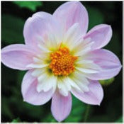 Dahlia 'Teesbrooke Audrey'