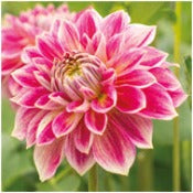 Products: Dahlia 'Temple of Beauty'