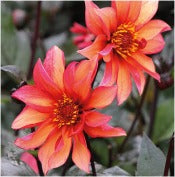Dahlia 'Waltzing Mathilda