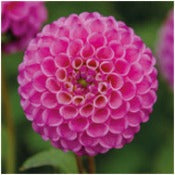 Dahlia 'Zippity Do Da'