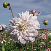 Dahlia 'Who Me?'