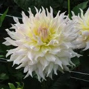 Products: Dahlia 'Wyn's Farmer John