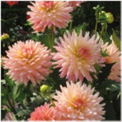 Dwarf Dahlia 'Gallery Leonardo'