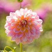 Dahlia 'Sheer Heaven'