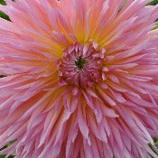Dahlia 'Shaggy Chic'