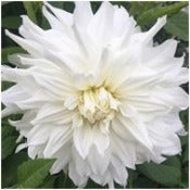 white: Dahlia 'Snowbound'