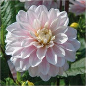 Products: Dahlia 'Silver Years'