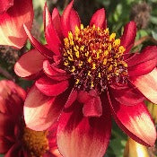 Dahlia 'Sarah Raven'