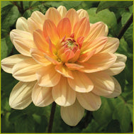 Dahlia 'Yvonne'