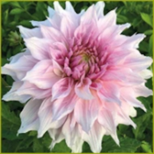 Dahlia Decorative Giant Flowered: Dahlia 'Shiloh Noelle'