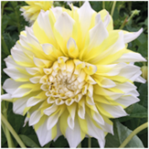 Dahlia Decorative Giant Flowered: Dahlia 'Grand Prix'
