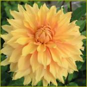 Dahlia Decorative Giant Flowered: Dahlia 'Hamari Gold'