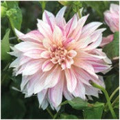 Dahlia 'Cafe au lait Twist'