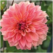 Dahlia Decorative Giant Flowered: Dahlia 'Clyde's Choice'