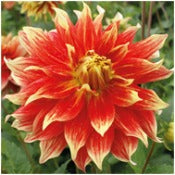 Dahlia Decorative Giant Flowered: Dahlia 'Bodacious'