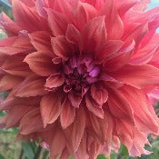 Dahlia 'Belle of Barmera'