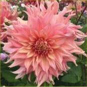 Dahlia Decorative Giant Flowered: Dahlia 'Penhill Watermelon'