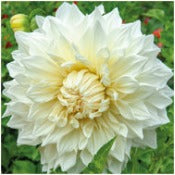 Dahlia Decorative Giant Flowered: Dahlia 'Fleurel'
