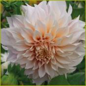 Dahlia 'Café au Lait'