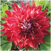Dahlia Decorative Large Flowered: Dahlia 'Myth'