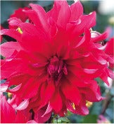 Dahlia Decorative Large Flowered: Dahlia 'Red Labyrinth'