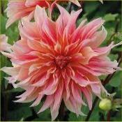 Dahlia Decorative Large Flowered: Dahlia 'Labyrinth'