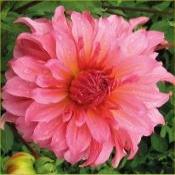 Dahlia Decorative Large Flowered: Dahlia 'Islander'